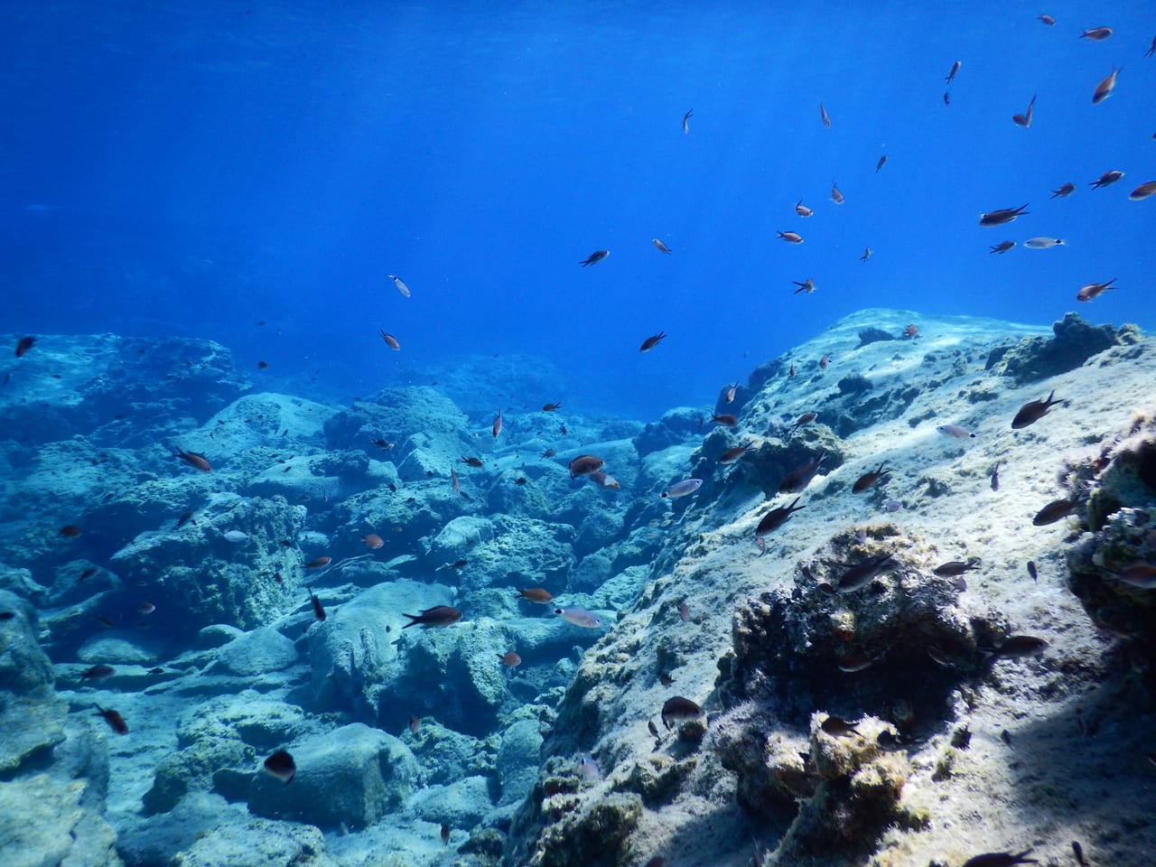Open reef with fish in clear blue water