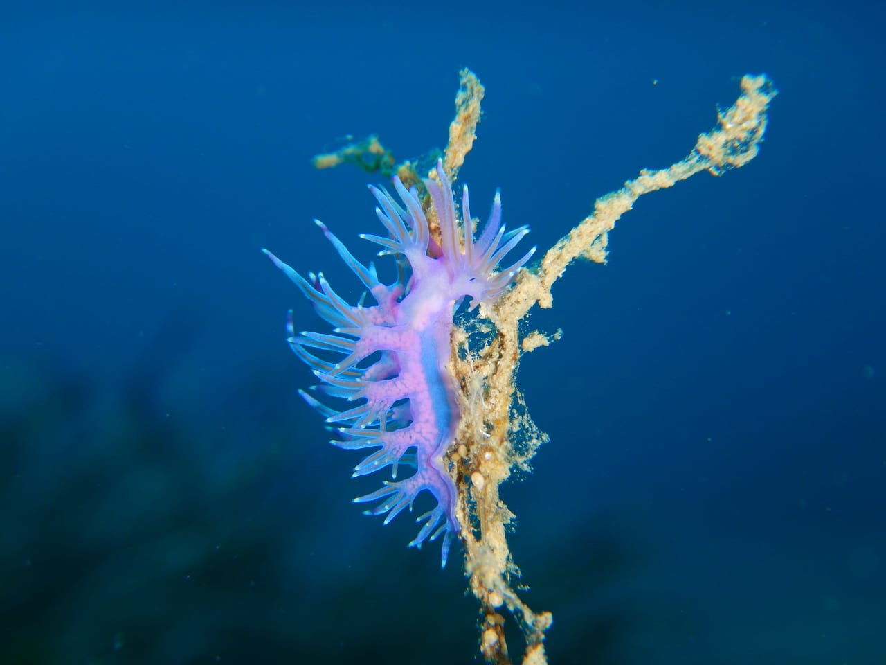 Nudibranch — Photographed while snorkelling off Plakias