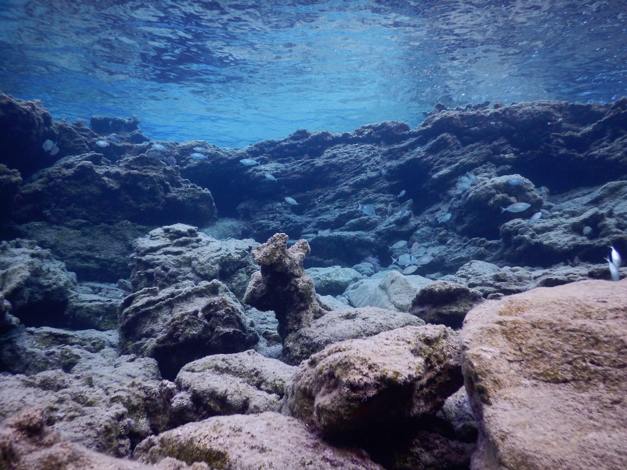 A snorkeller above a shallow Mediterranean reef