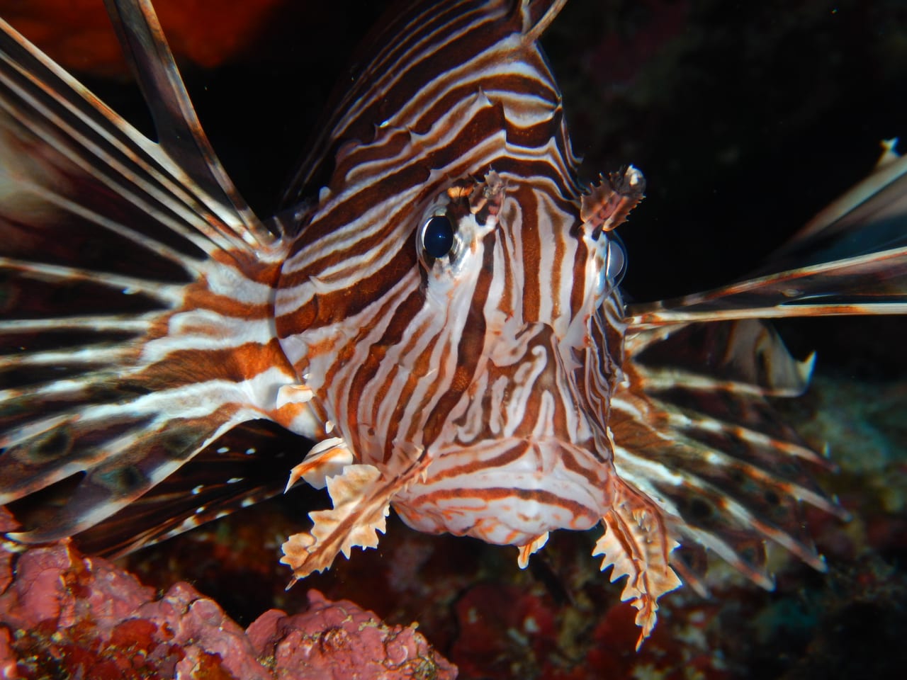 Lionfish — Photographed while snorkelling off Plakias