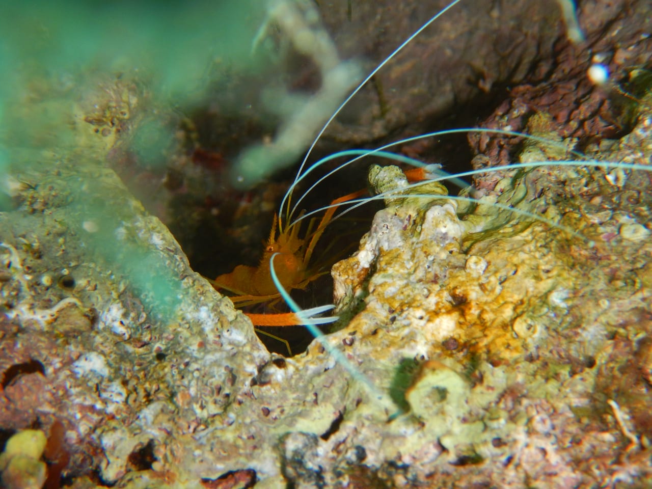 Cleaner shrimp — Photographed while snorkelling off Plakias
