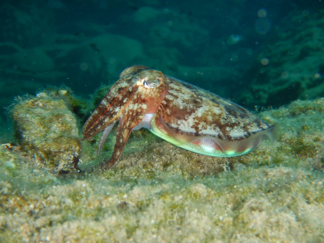 Cuttlefish — Photographed while snorkelling off Plakias