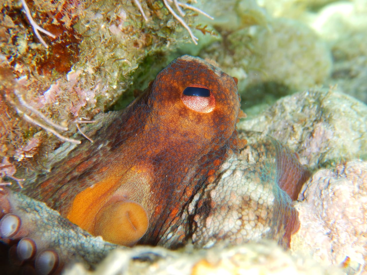 Octopus — Photographed while snorkelling off Plakias