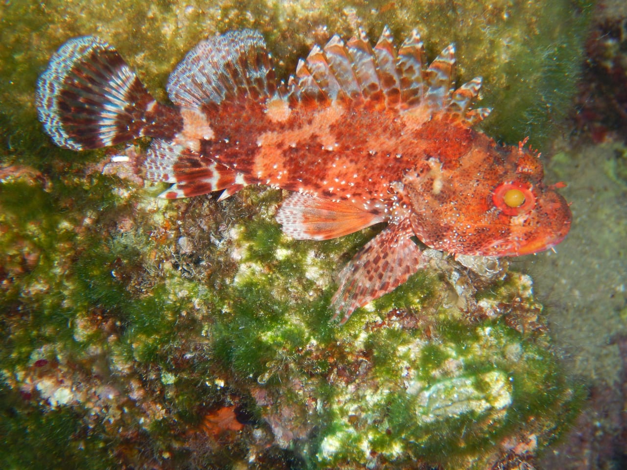 Scorpionfish — Photographed while snorkelling off Plakias